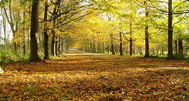 Bos in herfstkleuren in de omgeving van Renesse